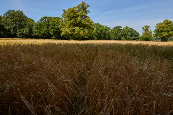 Wheat field sun and shadow.jpg